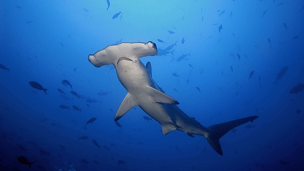 أنواع أسماك القرش في البحر الأحمر - قرش رأس المطرقة "أبو مطرقة" Hammerhead shark