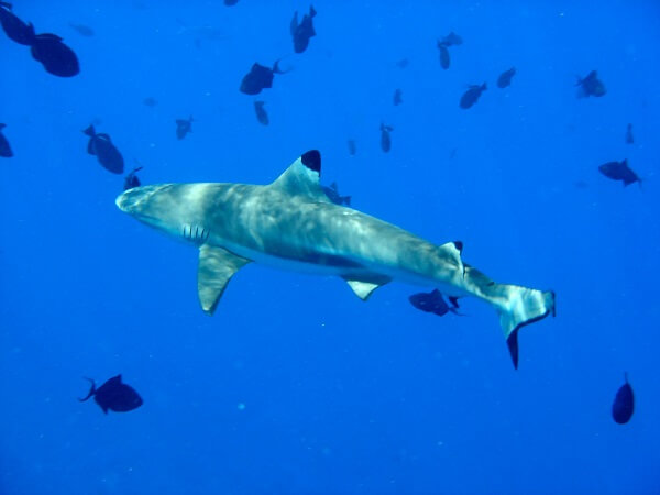 القرش الحريري Silky Shark