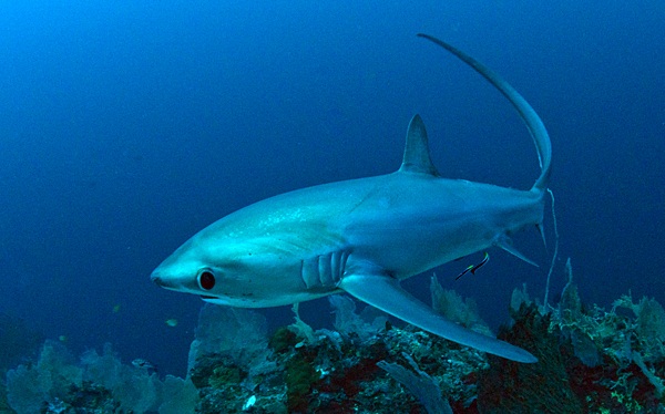 قرش الدراس Thresher shark