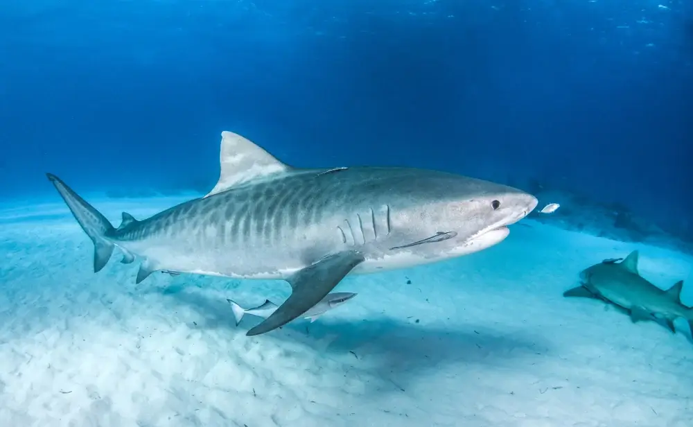 قرش النمر Tiger sharks