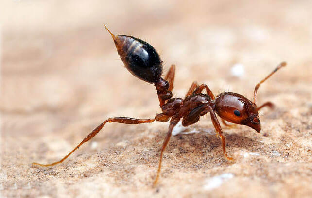 أنواع النمل في السعودية