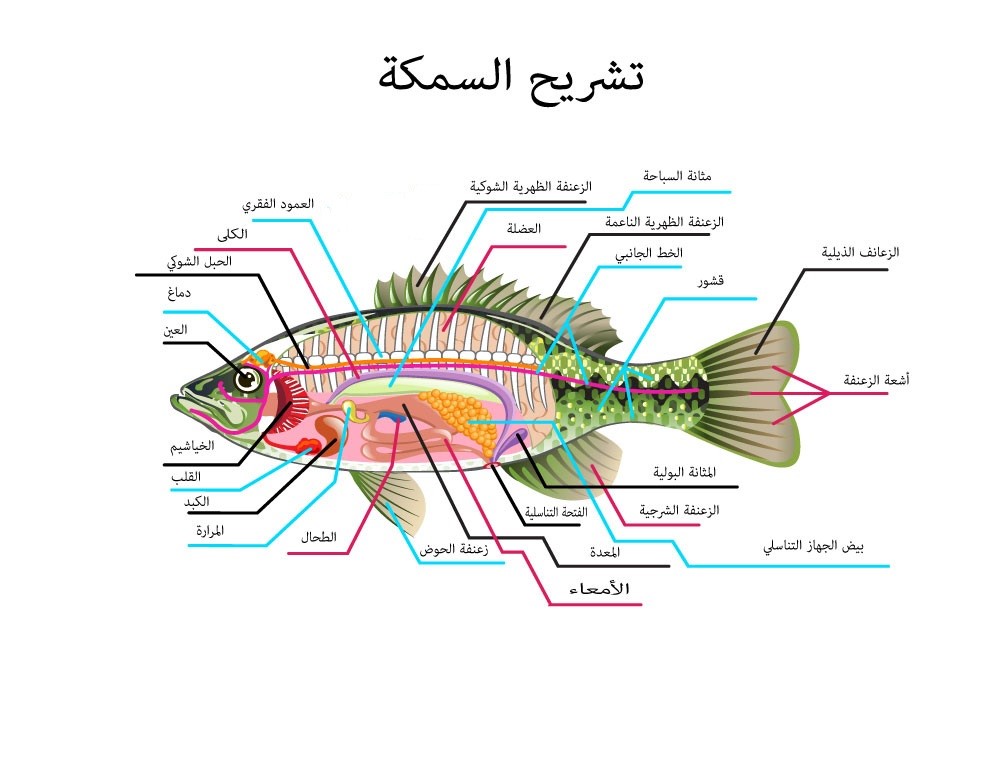 أجزاء جسم السمكة الخارجية - تشريح السمكة