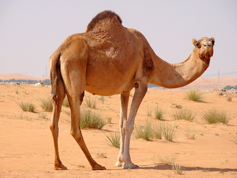 الحيوانات التي تعيش في الصحراء وأماكن تواجدها