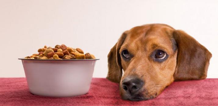 علاج الكلاب من عدم الأكل