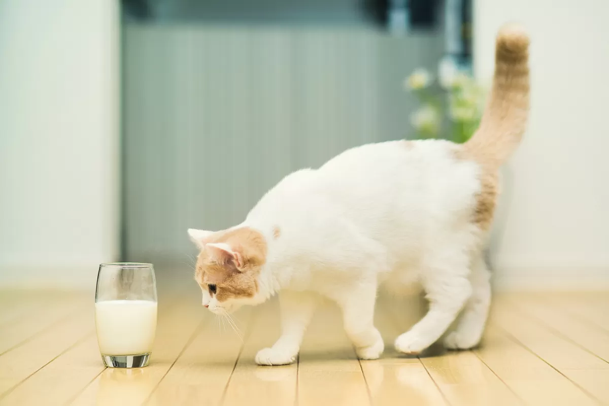 هل حليب نيدو مناسب للقطط وكيفية تحضير الحليب لها