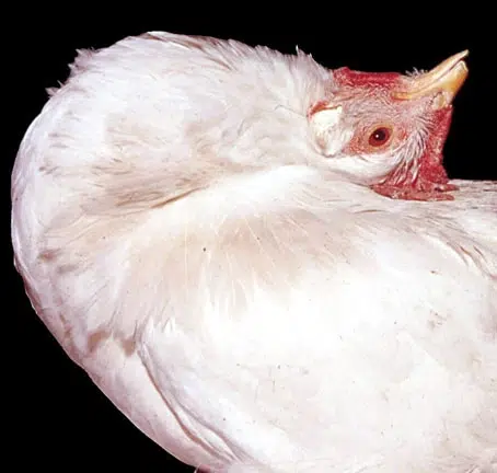 أمراض الدجاج البلدي بالصور