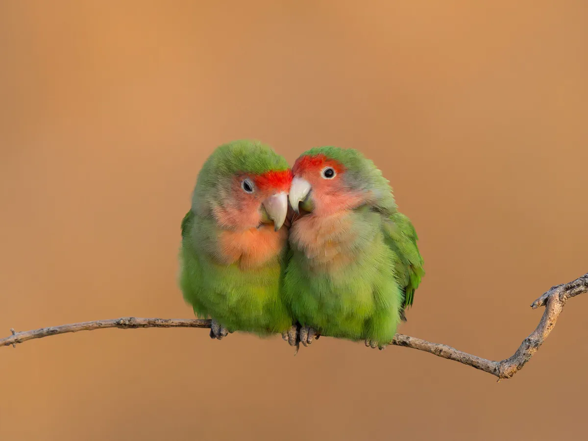 طائر الحب (Lovebirds)