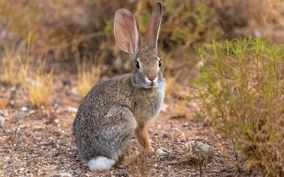 الأرنب الصحراوي Desert rabbit
