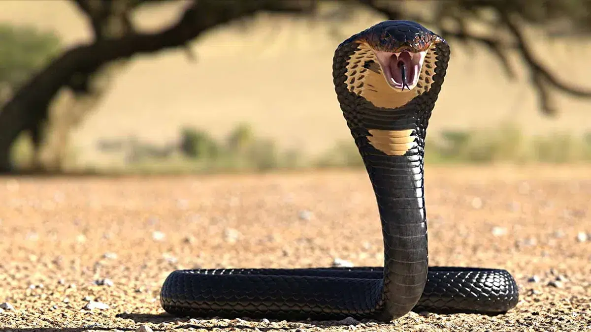 الأفعى Snake