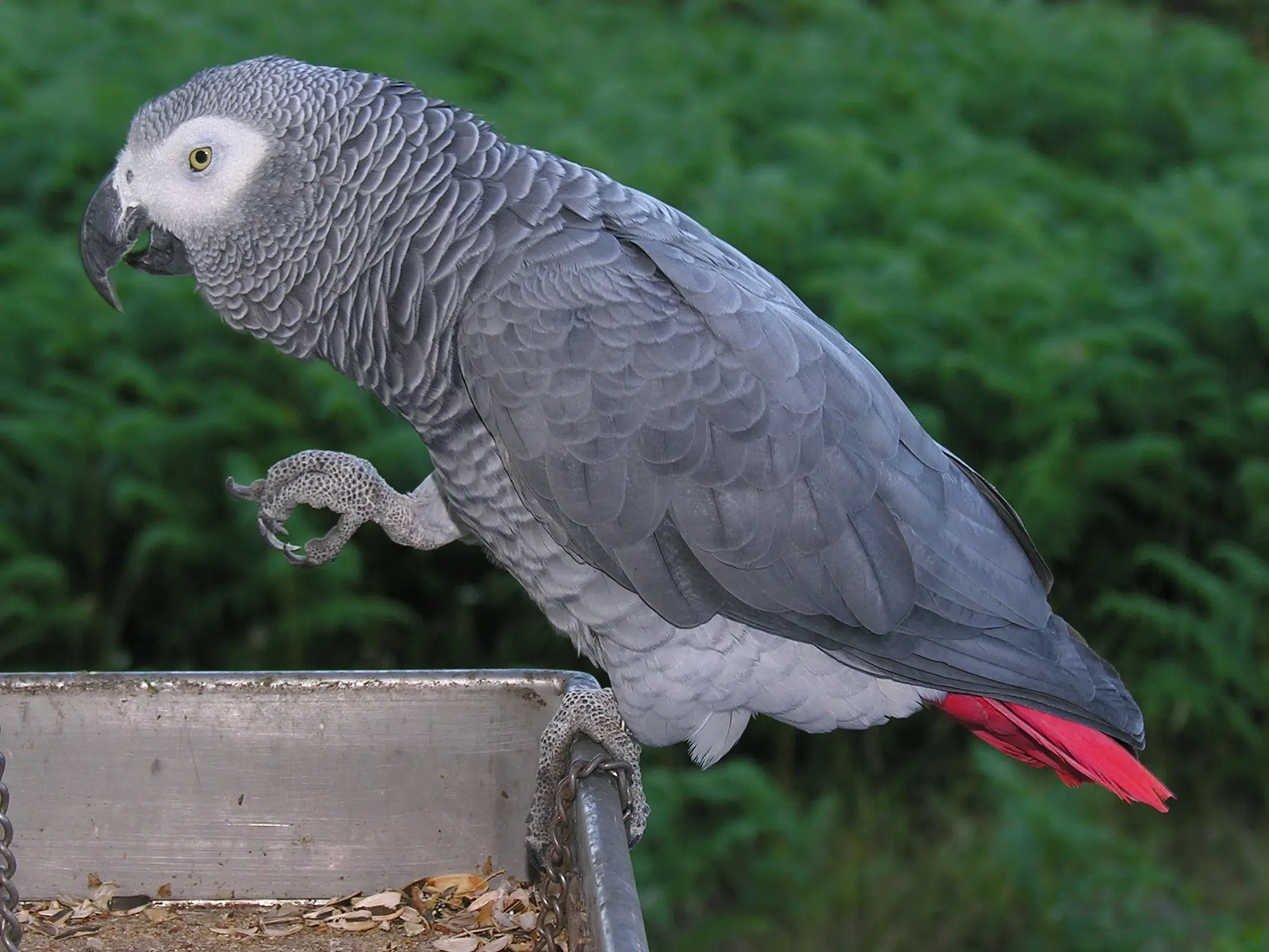 الببغاء الأفريقي الرمادي (African Grey Parrot)
