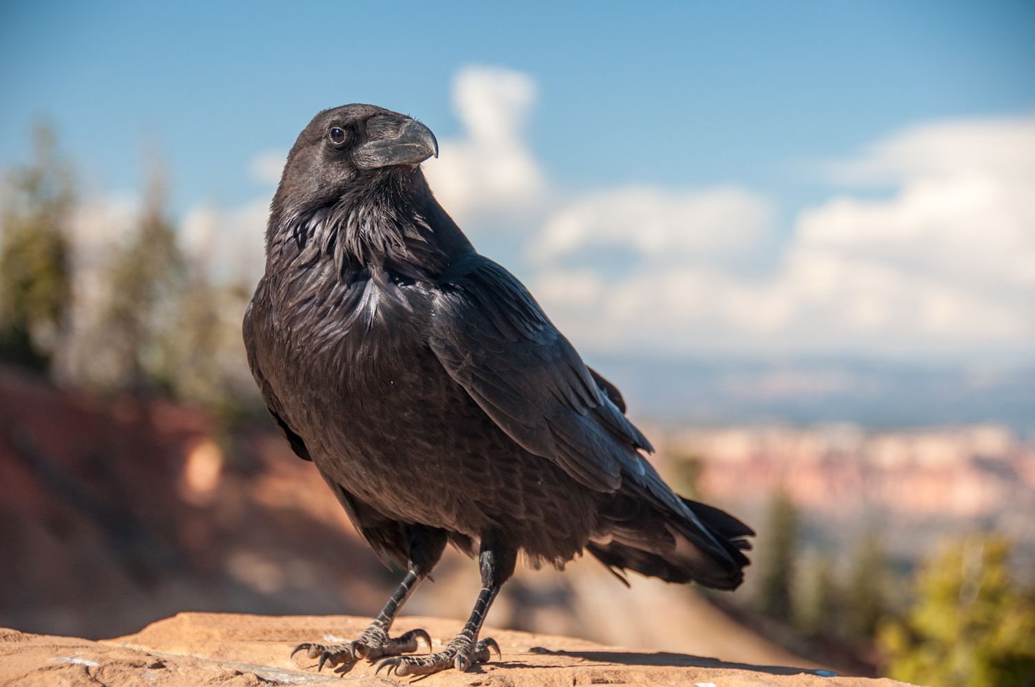 الغراب الصحراوي Desert crow