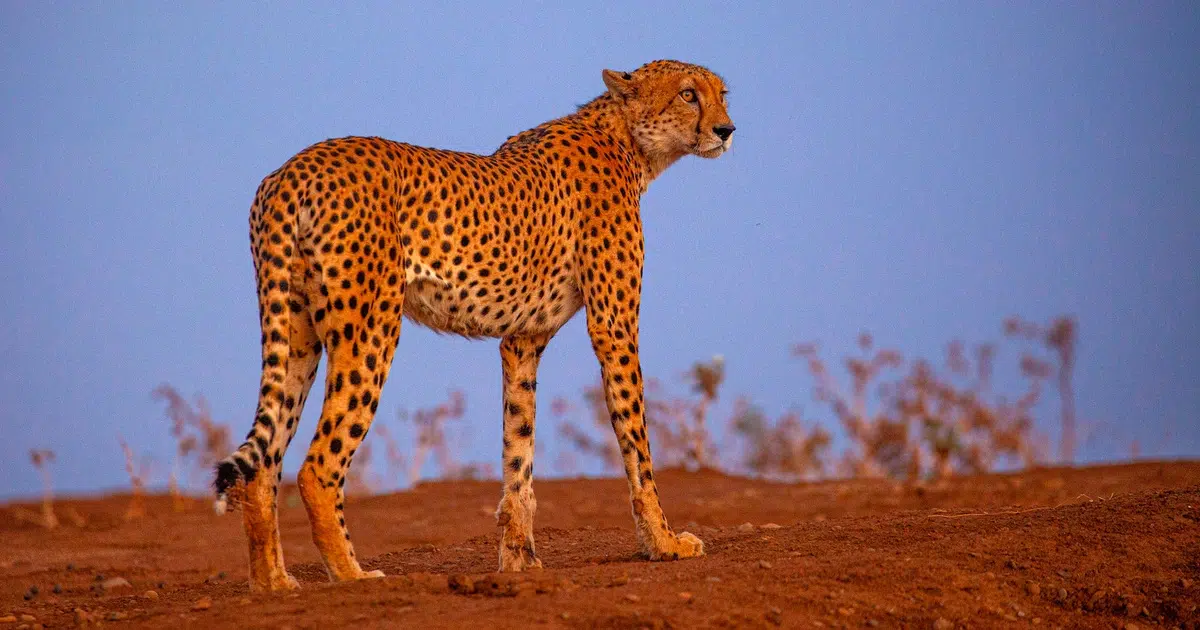 الفهد Cheetah