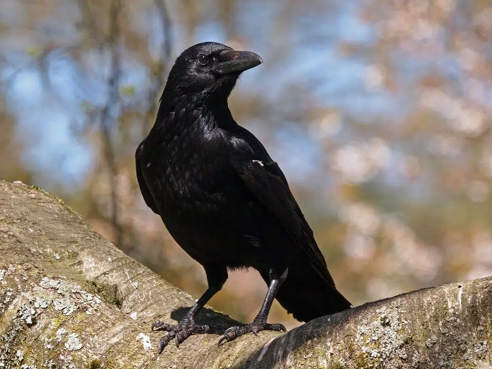 الكرو (Crow)