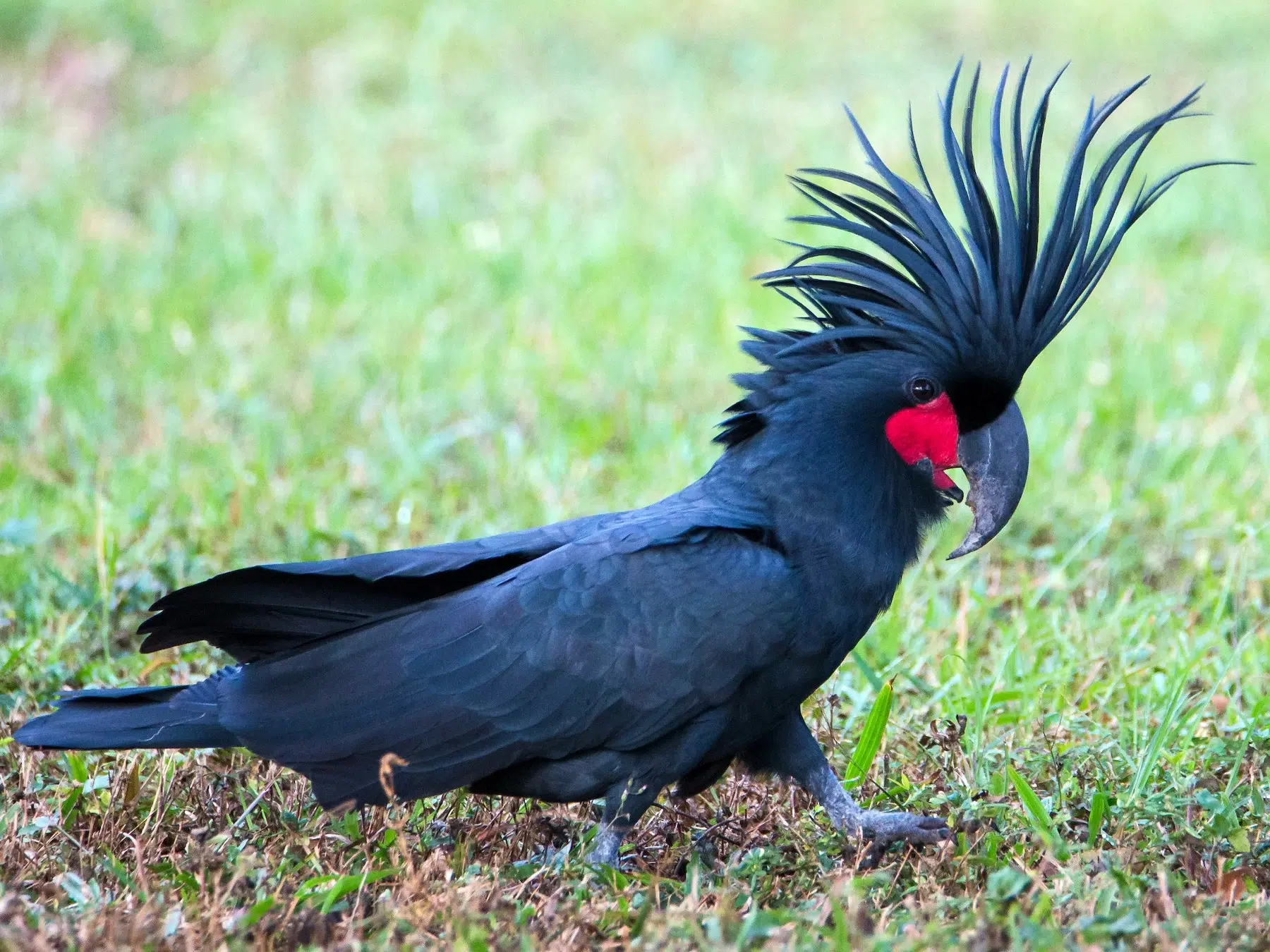 الكوكاتو الأسود (Black Palm Cockatoo)