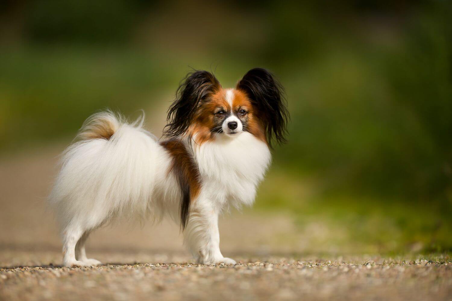 بابيلون (Papillon)