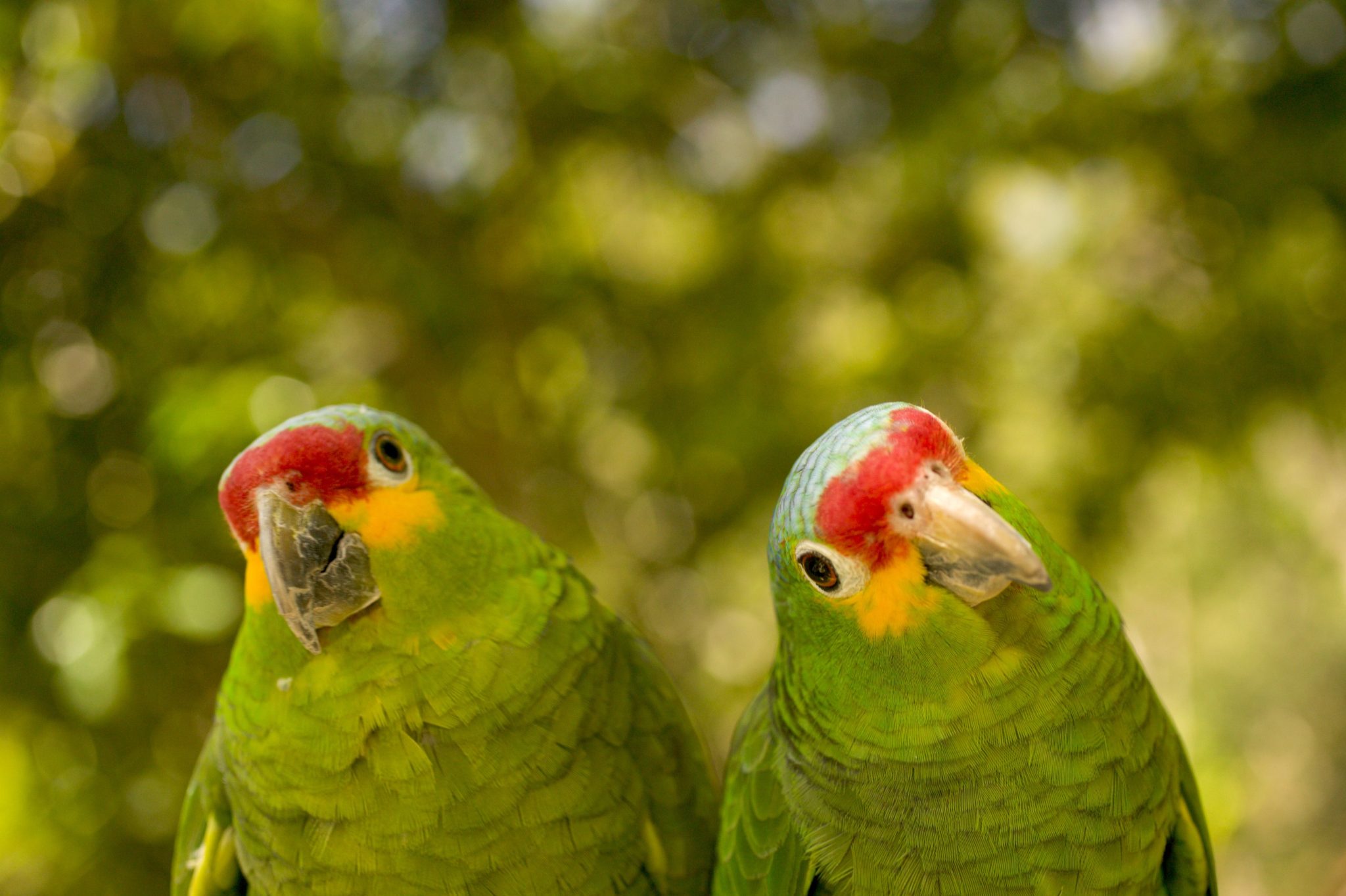 ببغاء الأمازون الأخضر (Amazon Parrot)