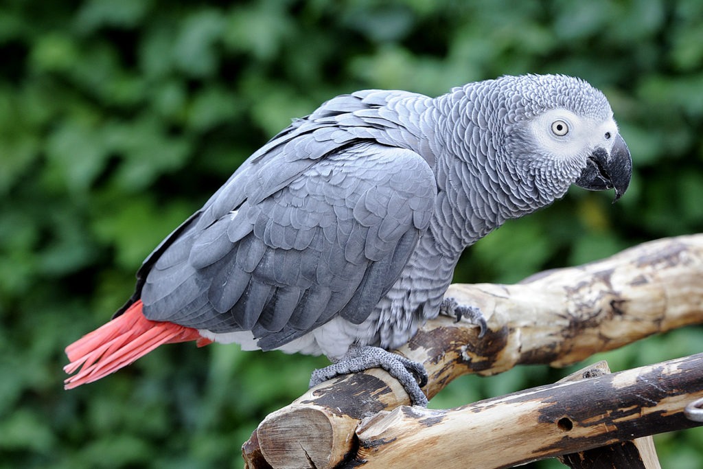 ببغاء الكاسكو الرمادي (African Grey Parrot)