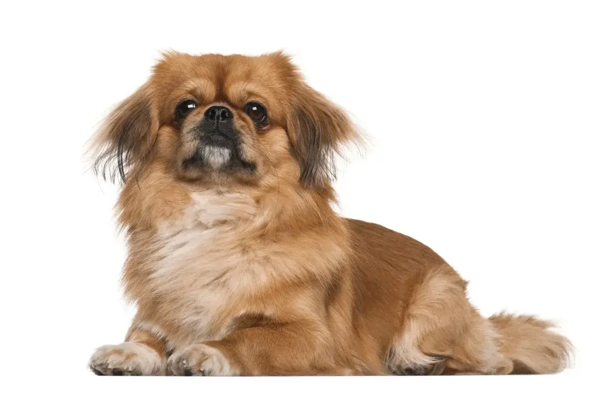 بكيني (Pekingese)