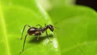 الفرق بين النمل الذكر والأنثى والتحديات التي تواجه كل جنس