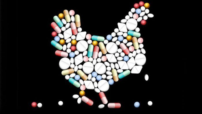 زيادة وزن الدجاج باستخدام أدوية بشرية: تحقيق النتائج المذهلة بأمان
