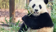 صفات دب الباندا وتأثيرها على حماية البيئة والتوعية