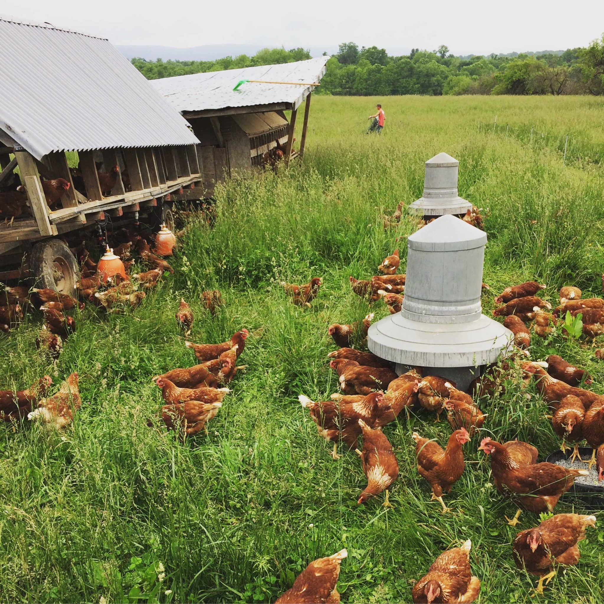 علاج شلل الدجاج بالأعشاب: الحلول الطبيعية للتغلب على المشكلة