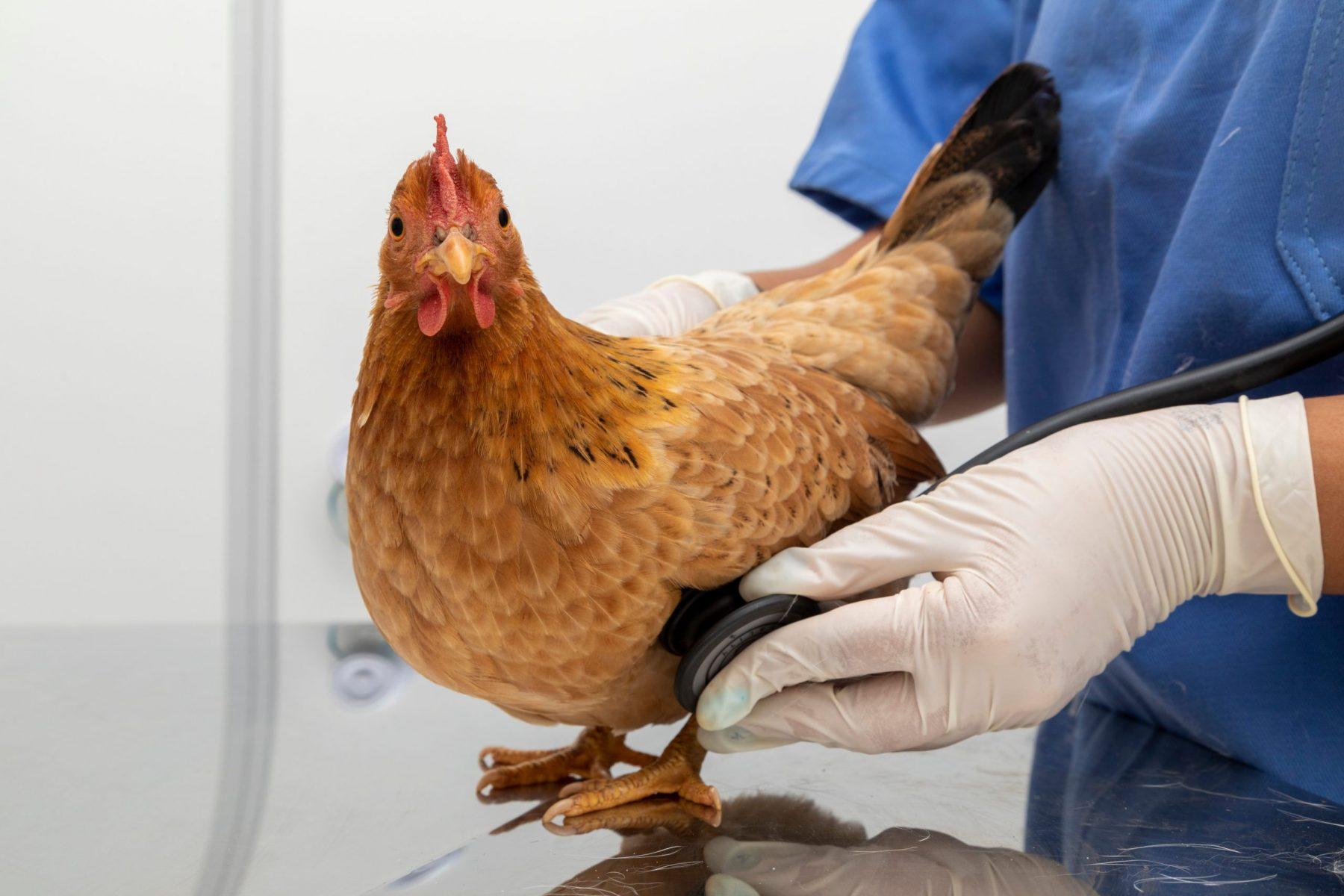 علاج نقص الكالسيوم عند الدجاج: دليل شامل لتحسين صحة الدواجن