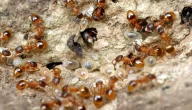 كم تبيض النملة وتأثير الظروف المحيطة عليه