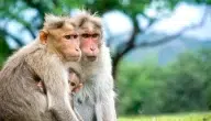 ما اسم انثى القرد وما الفرق بينها وبين الذكر