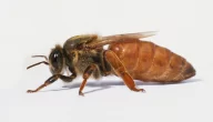 ما اسم ملكة النحل وما دورها في الخلية