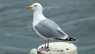 معلومات عن طائر النورس بالانجليزي Information about seagulls