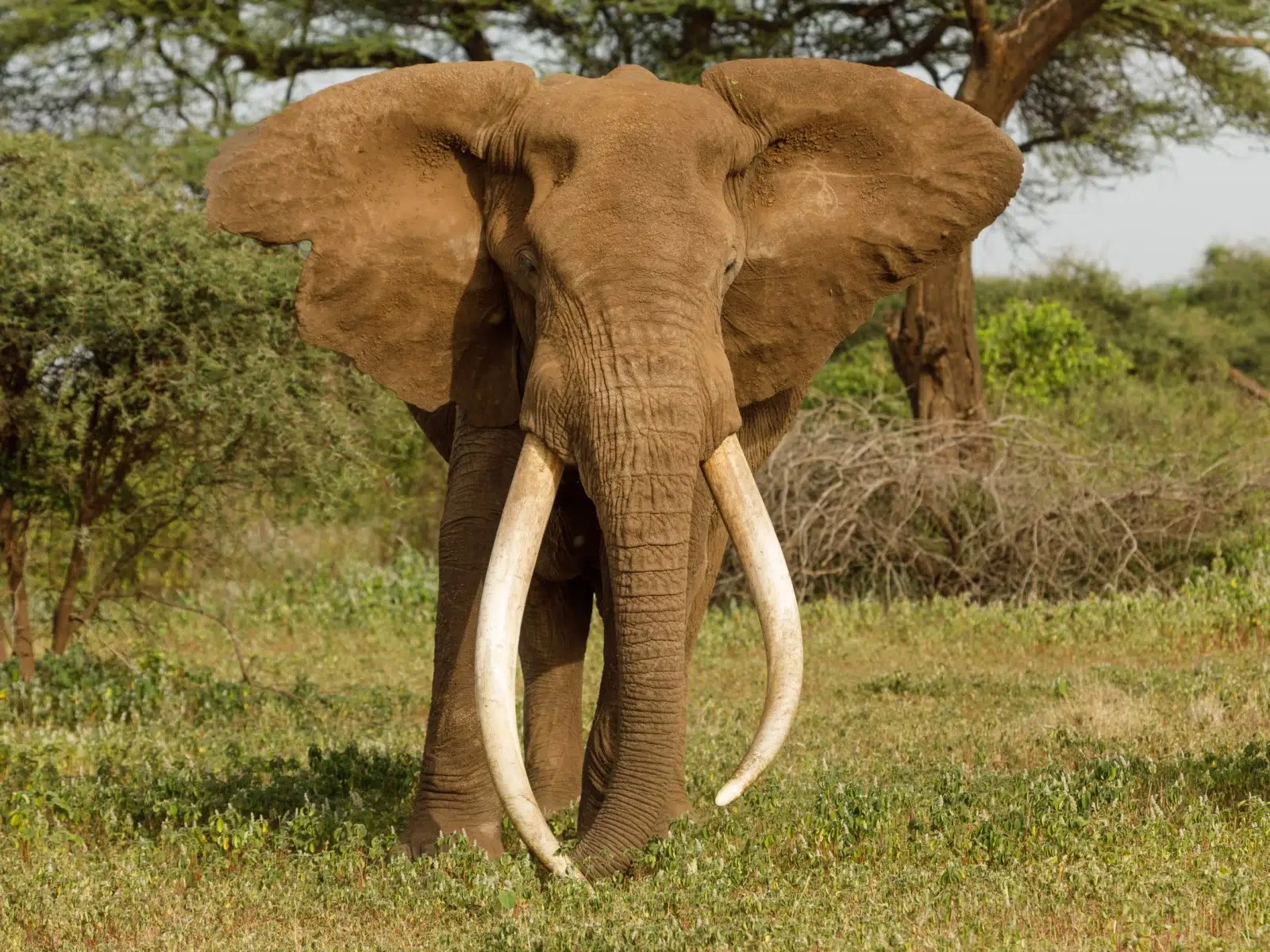 أكبر فيل في العالم