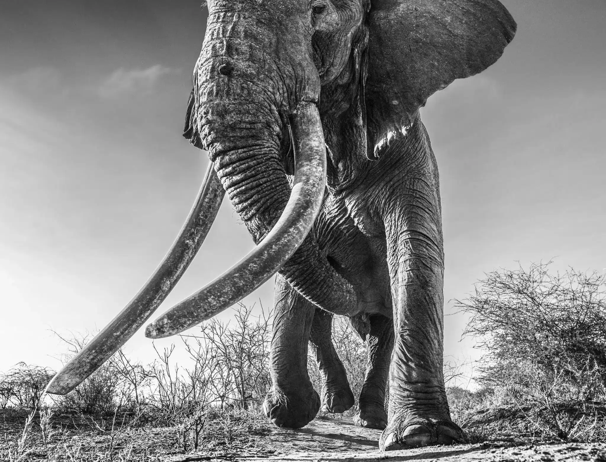 أكبر فيل في العالم