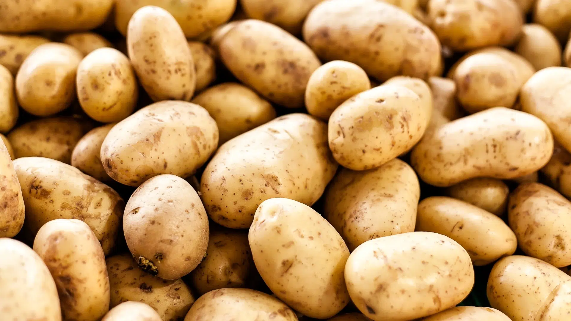 البطاطس (Potatoes)