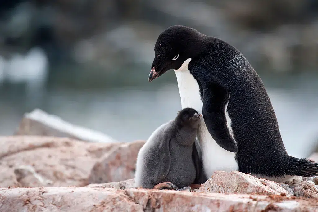 البطريق الأديلي (Adélie Penguin)