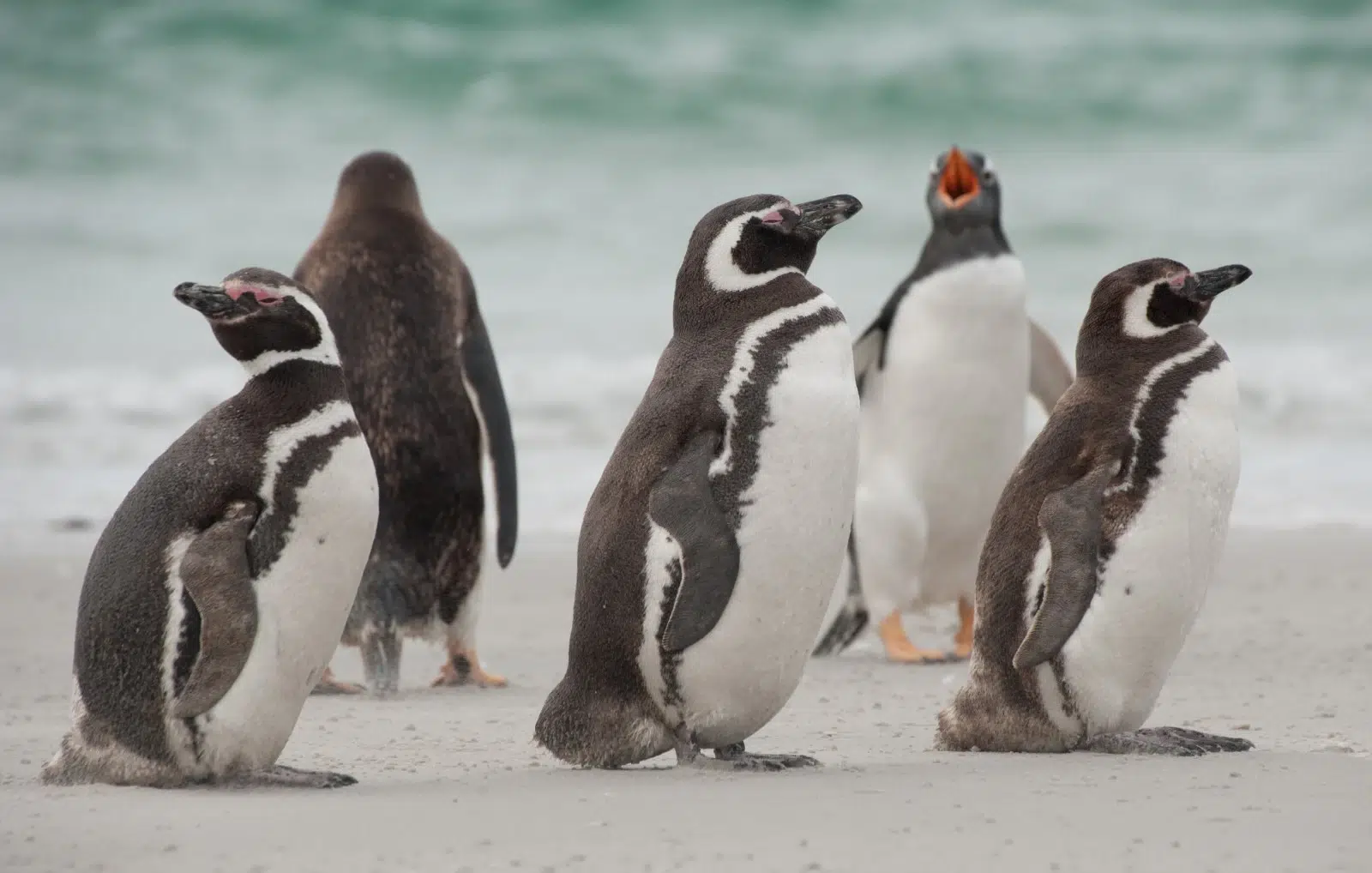 البطريق الأسود والأبيض (Magellanic Penguin)