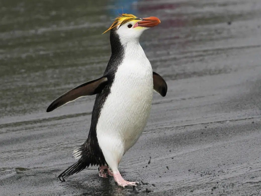 البطريق الرويال (Royal Penguin)