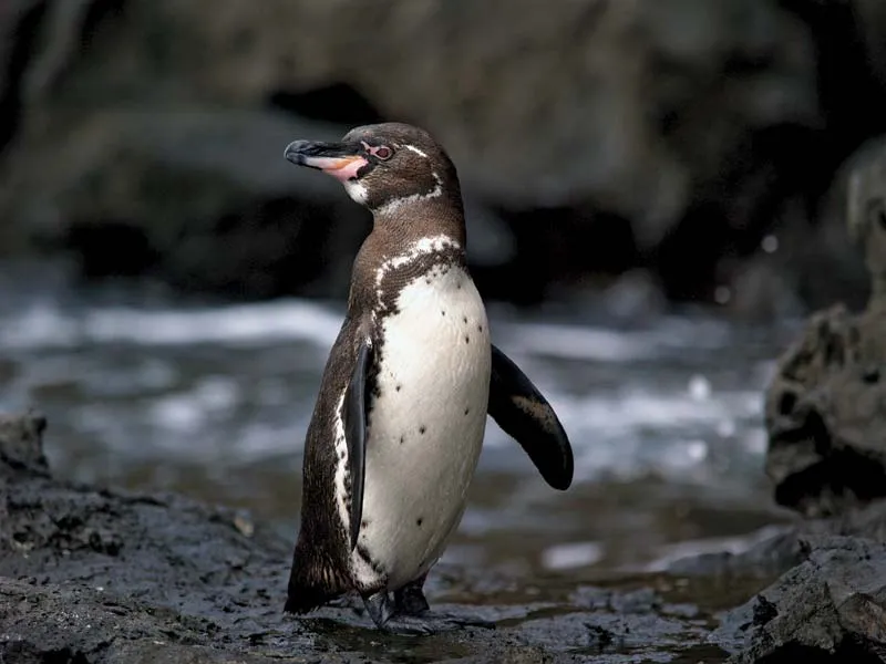 البطريق الغالاباغوسي (Galápagos Penguin)