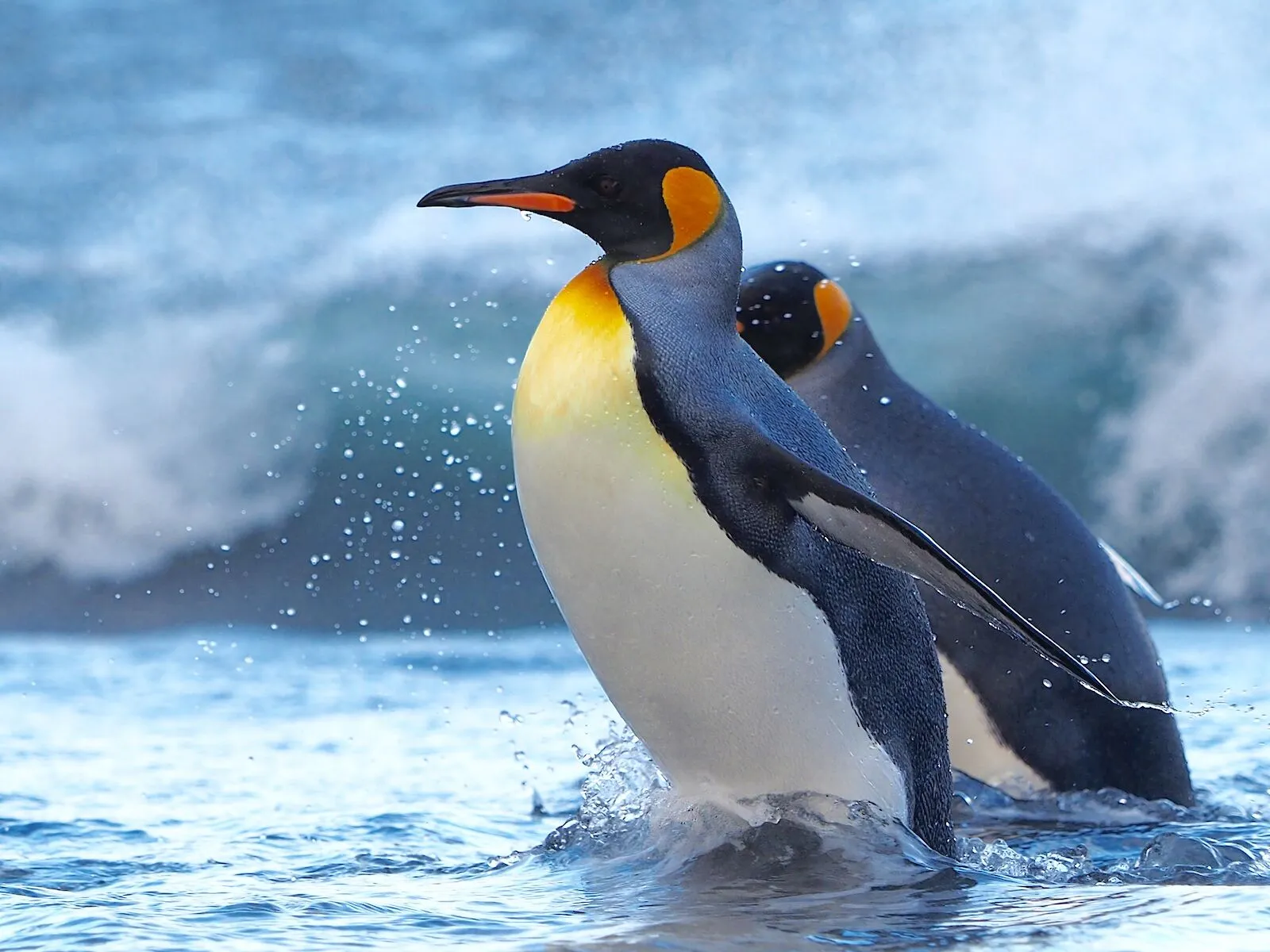 البطريق الملكي (King Penguin)