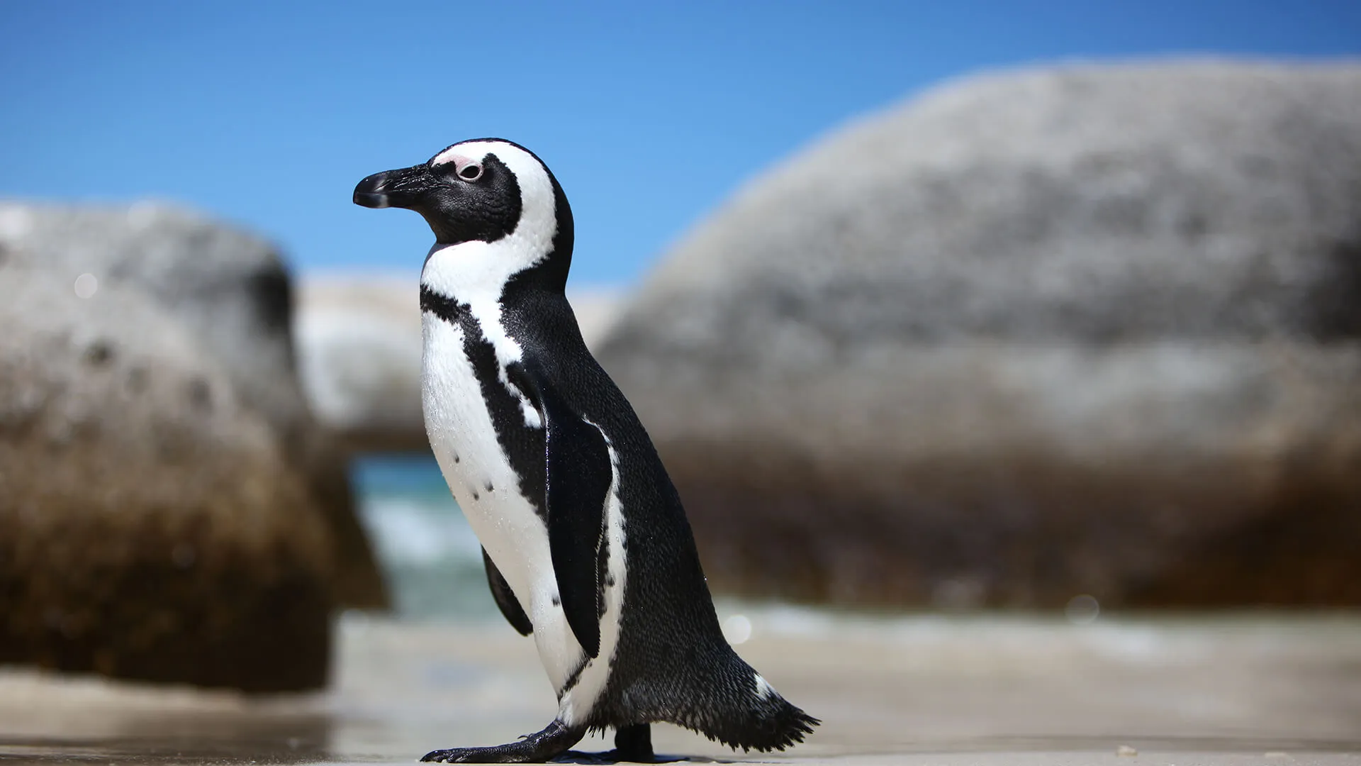 البطريق الهوائي (African Penguin)