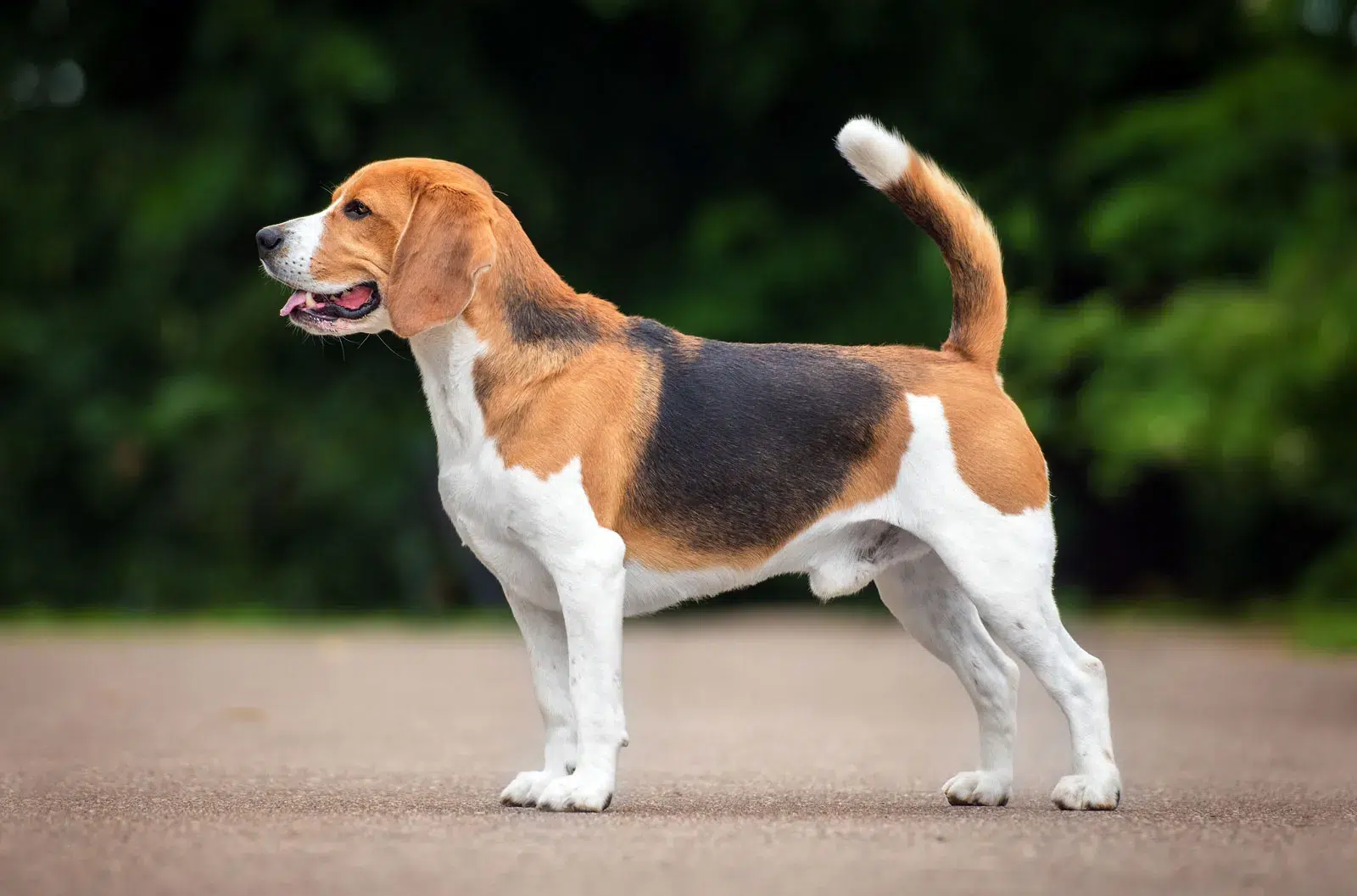 البيغل (Beagle)