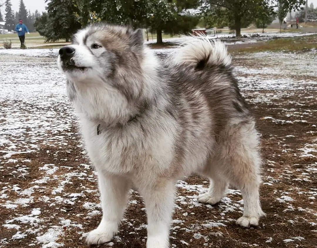 الذئب الكندي (Canadian Eskimo Dog)