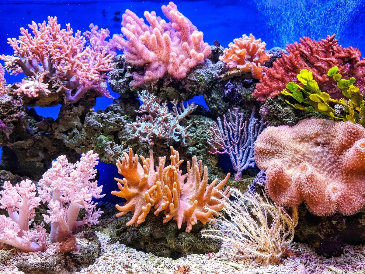 الشعب المرجانية