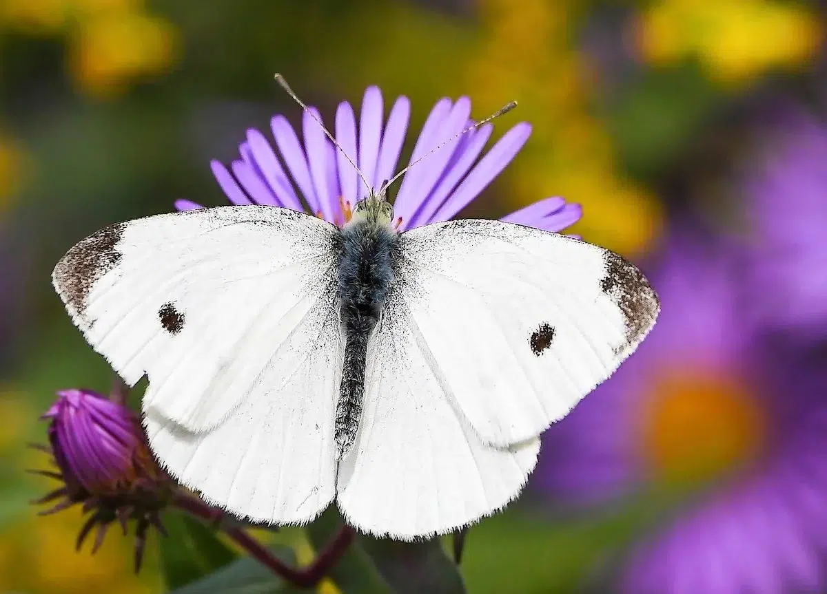 الفراشة البيضاء الكبيرة (Cabbage White Butterfly)