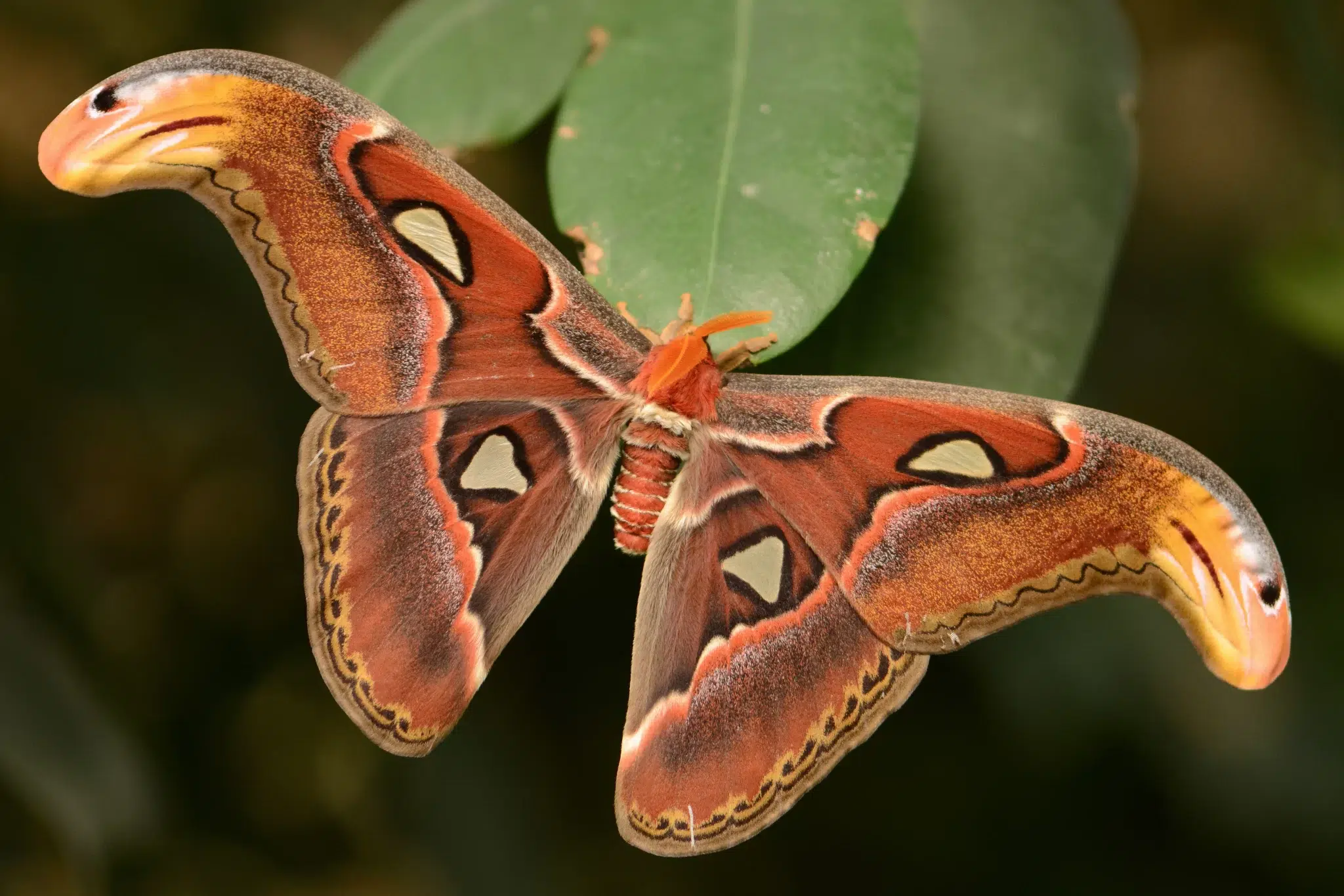 الفراشة الصقرية (Moths) - معلومات عن الفراشة للأطفال