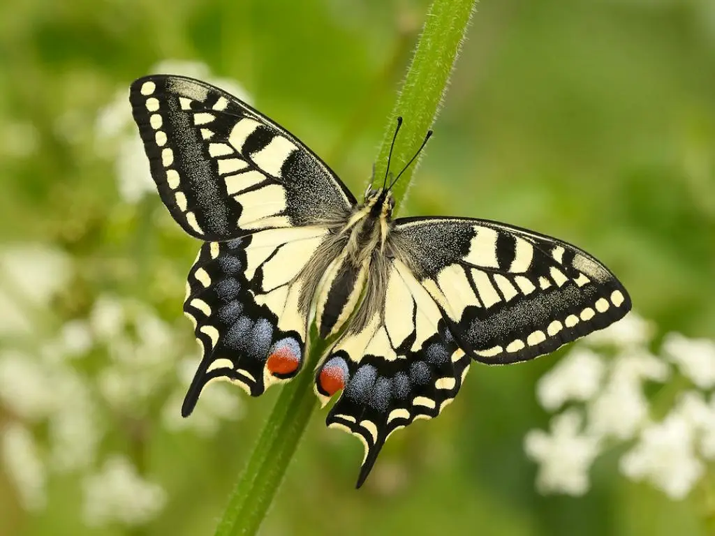 الفراشة القرنفلية (Swallowtail Butterfly)