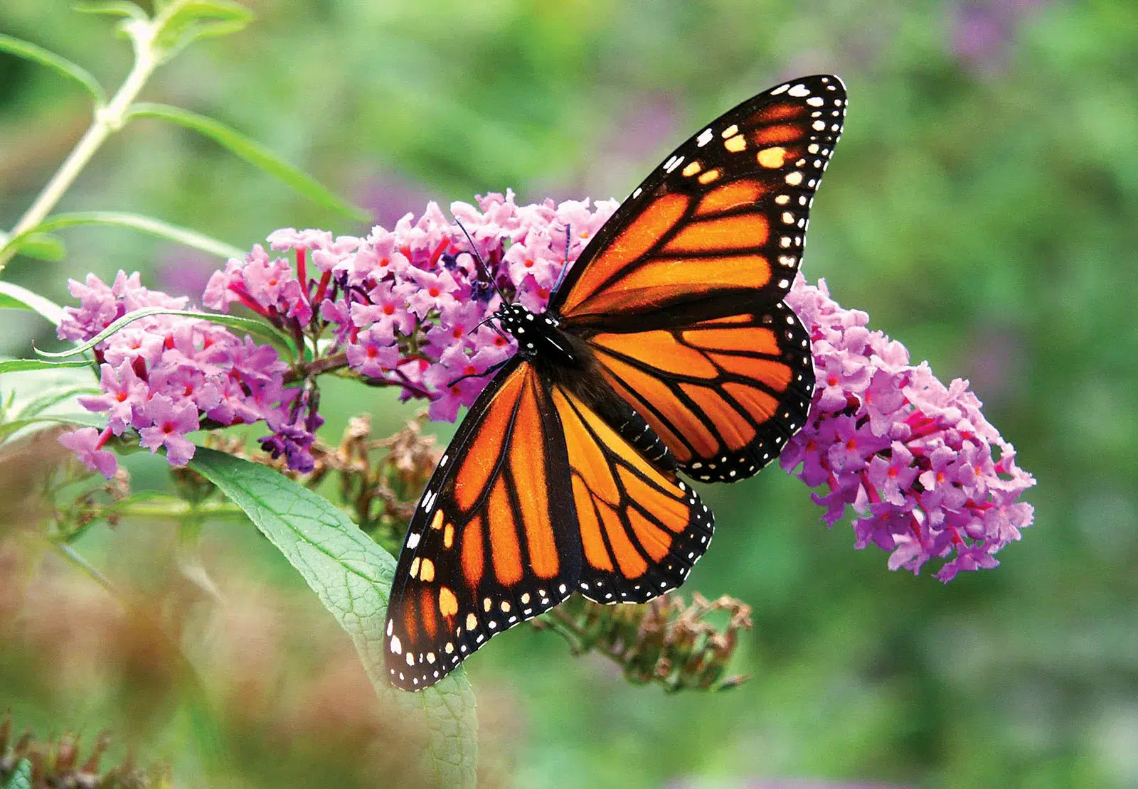 الفراشة الملكية (Monarch Butterfly)