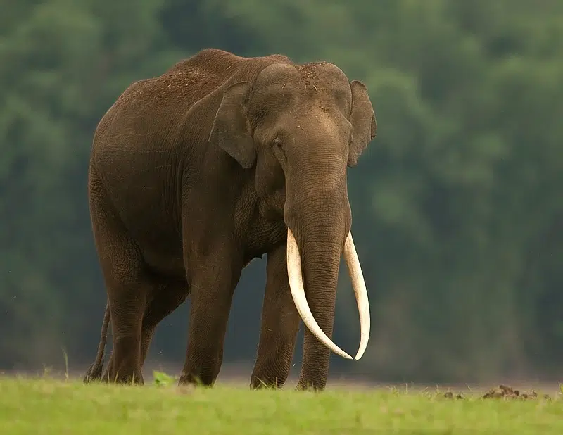 الفيل الآسيوي (Elephas maximus)