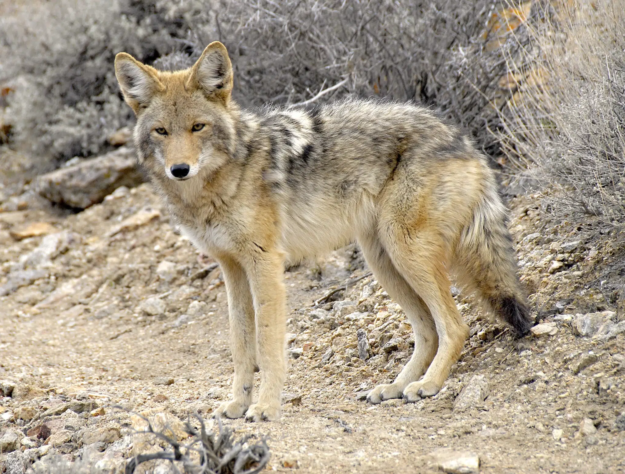 القيوط (Coyote)