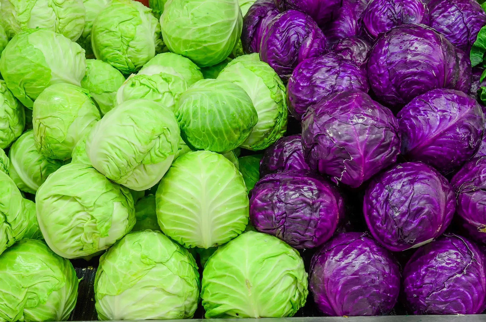 الكرنب (Cabbage)